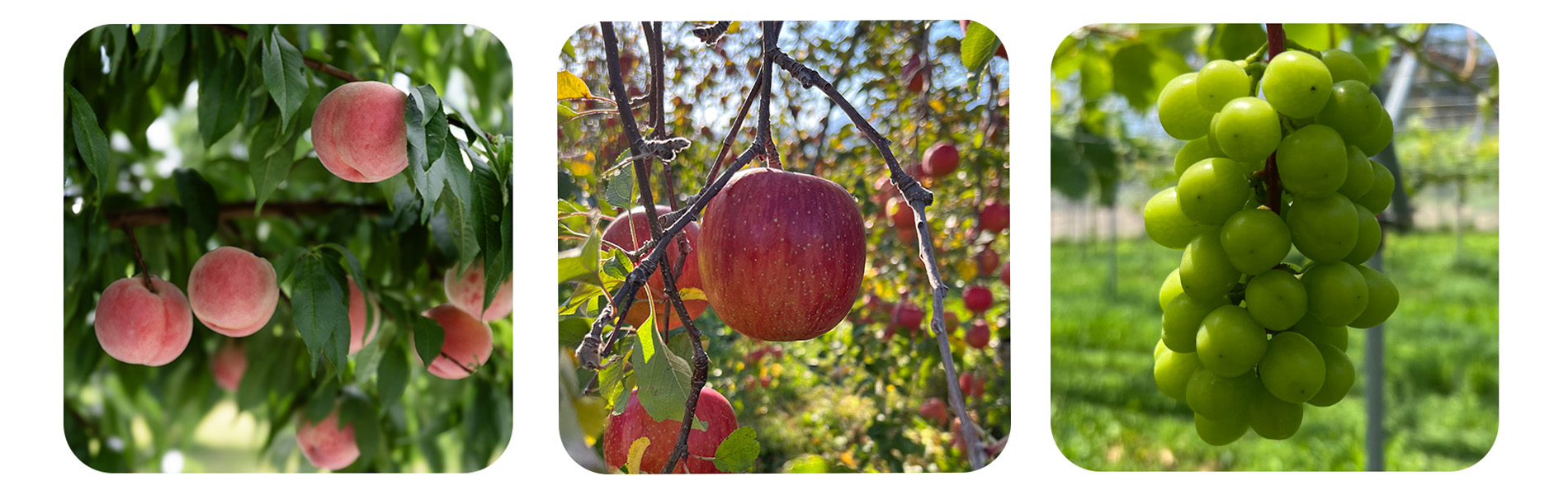 信州の自然が育てた旬の果実 木内ファーム